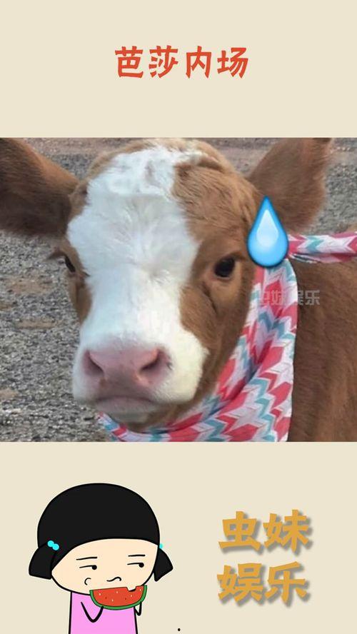 娱乐吃瓜酱肥猪猪